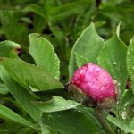 Peonia officinale